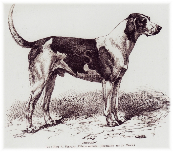 Type de chien Servant - Don de A.-P. Baudesson à la Société de Vènerie (2)